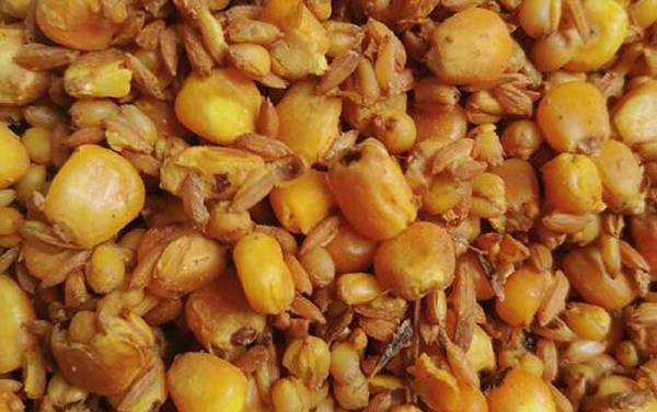 水库钓鱼用玉米好钓吗?