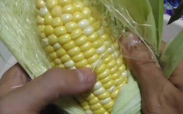 玉米钓鱼不吃钩怎么办?