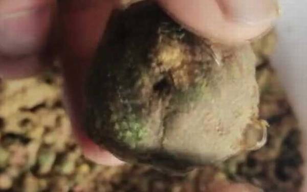 爆炸钩怎样上饵料?