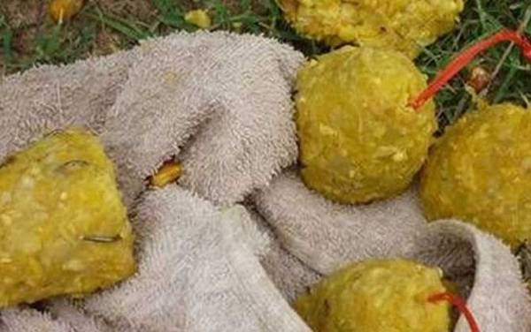 用爆炸钩怎么钓鲤鱼?