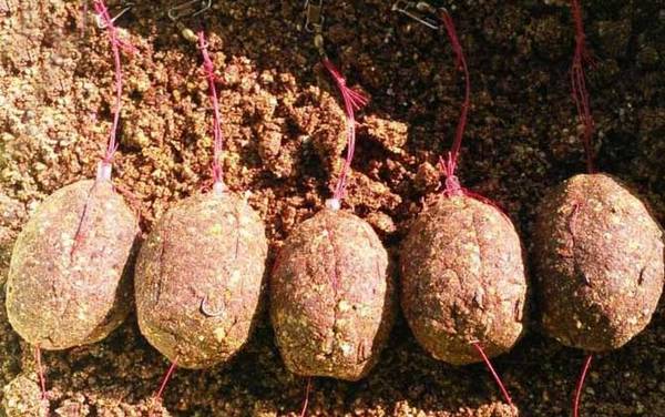 用爆炸钩怎么钓鲤鱼?