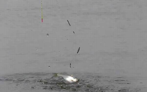 早春钓鱼窍诀和方法