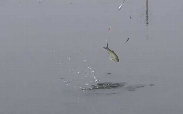 早春钓鱼窍诀和方法