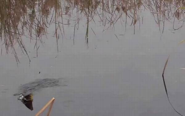 早春水库怎样钓鱼?