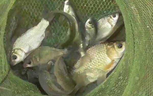 早春水库怎样钓鱼?