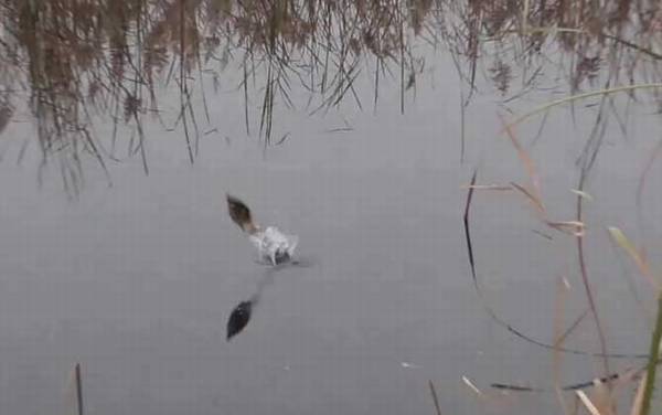 早春钓鱼怎么选钓位?