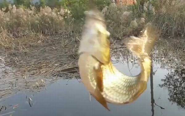 早春钓鱼什么风向好?