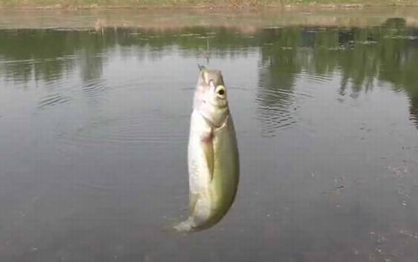 南方早春钓鱼技巧及饵料配方