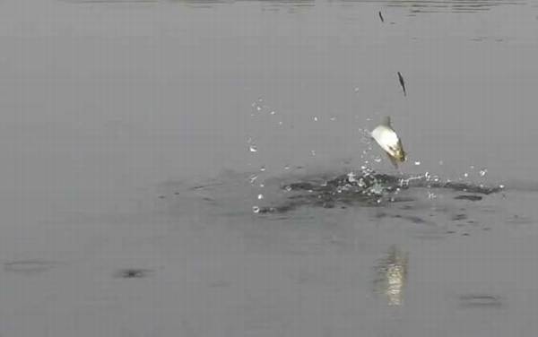 早春雨天可以钓鱼吗?
