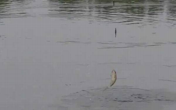 早春寒潮可以钓鱼吗?