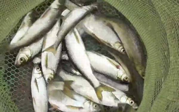 早春寒潮可以钓鱼吗?