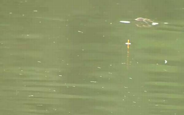 早春有雾好钓鱼吗?