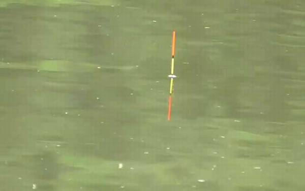 早春有雾好钓鱼吗?