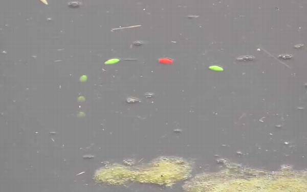 早春阴天好钓鱼吗?