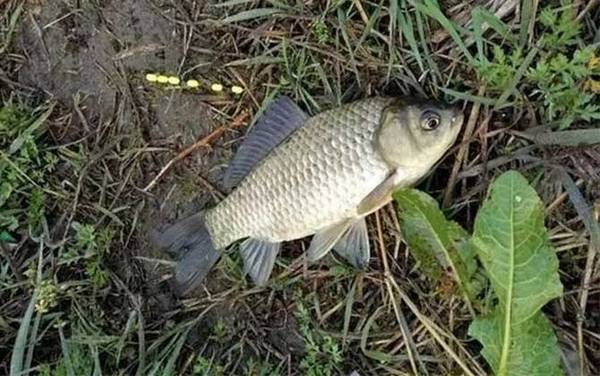 冰刚开化如何钓鲫鱼?