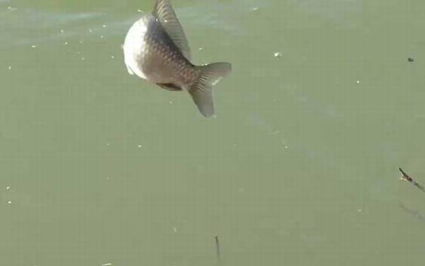 冰刚开化如何钓鲫鱼?