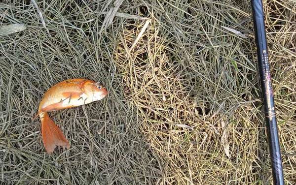 初春钓鱼最佳气温多少度?