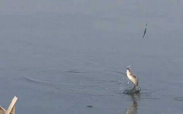 春季什么时间钓鱼最好?