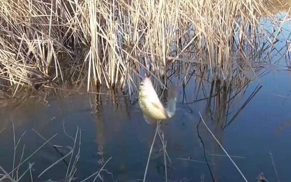 春天钓鱼的口诀及解释