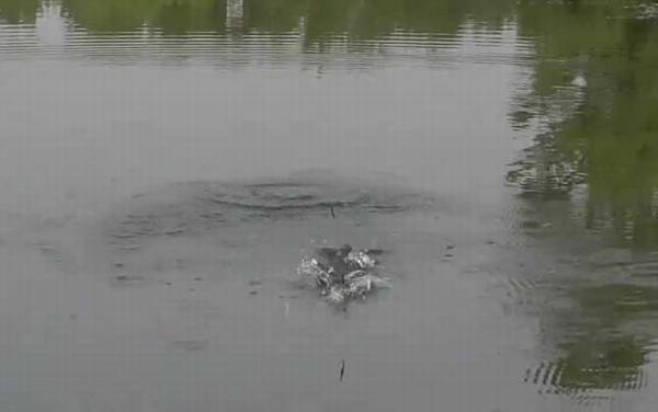 春季雨前好钓鱼吗?