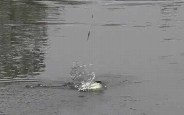 春季雨前好钓鱼吗?