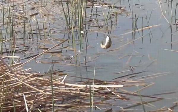 春季钓鱼水深多少合适?