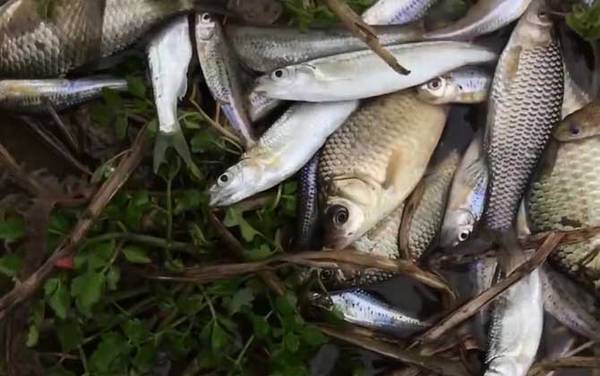 春季气压多少适合钓鱼?