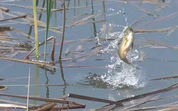 春季钓鱼几月份最好钓?