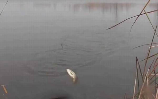 为什么春季中午钓鱼没有口?