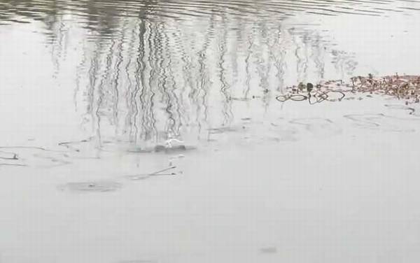 为什么春季中午钓鱼没有口?