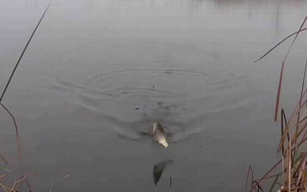 春季钓鱼选择什么位置最好?