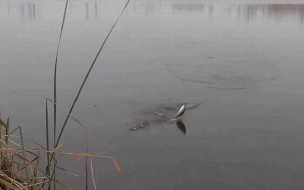 春季钓鱼选择什么位置最好?