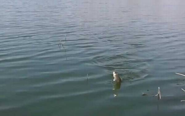 春天钓鱼打窝有什么讲究?