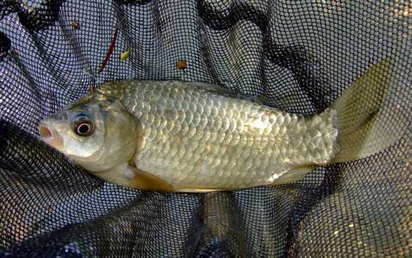 一月钓鱼钓多深合适?