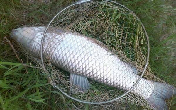 一月钓鱼钓多深合适?