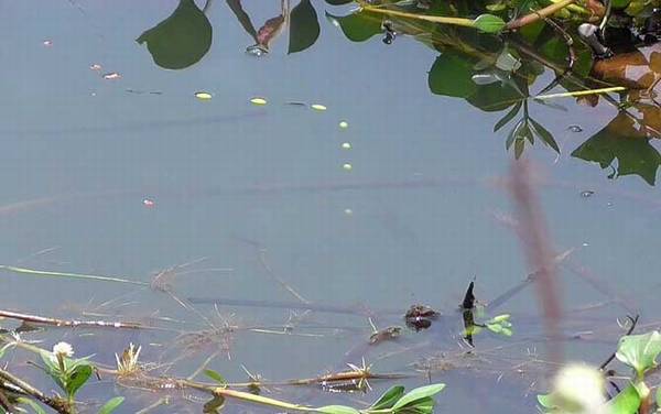 一月份钓鱼最好是几点?