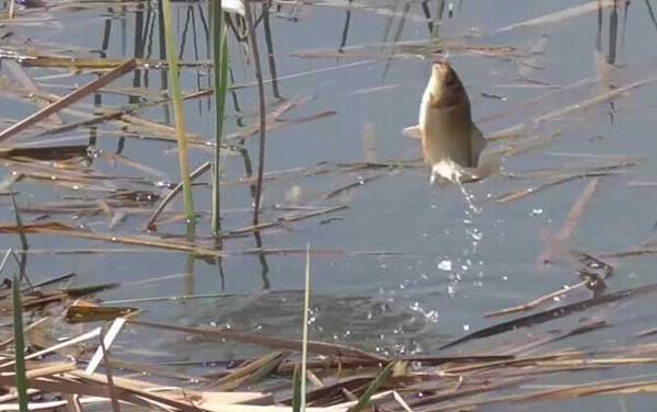 二月份钓鱼钓边还是钓中间?