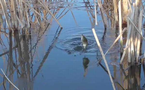 二月份阴天好钓鱼吗?