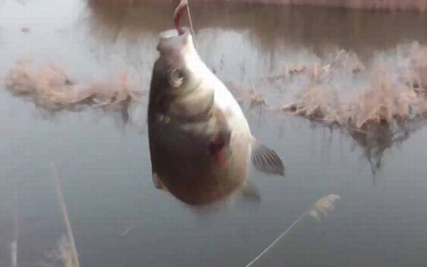 三月钓鱼早上好还是下午好?