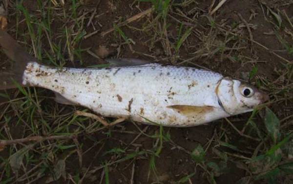 钓黄尾鱼是钓浮还是钓底?