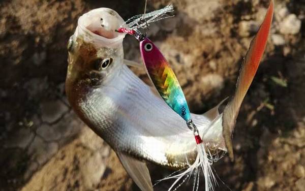 翘嘴鱼用什么钓最好?