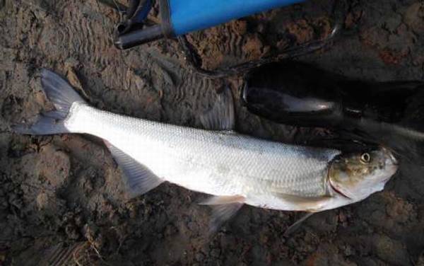 怎样钓翘嘴鱼最好钓?