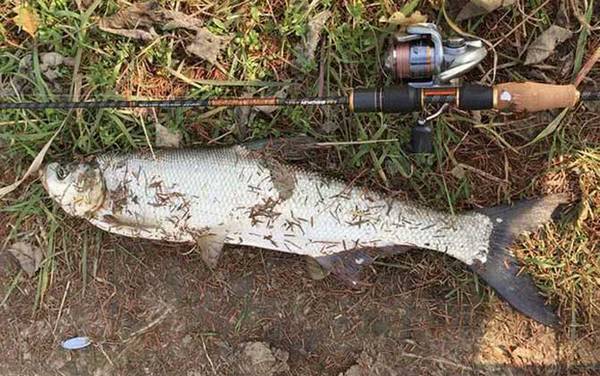 翘嘴一天最佳开口时间是什么时候?