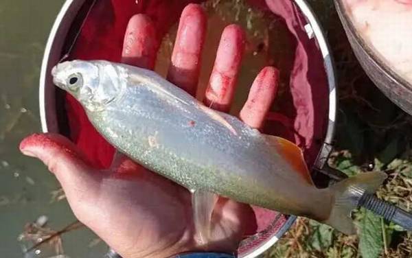 手竿钓翘嘴最佳水深多少?