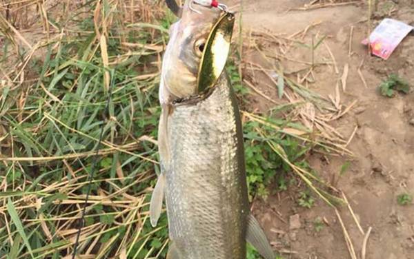 公认钓翘嘴鱼最快的钓法