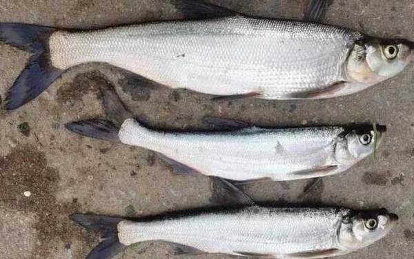 河里面翘嘴鱼怎么钓上鱼快?