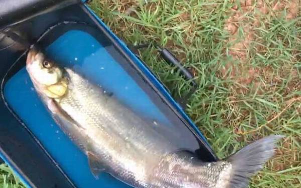 路亚翘嘴鱼的操作手法和技巧