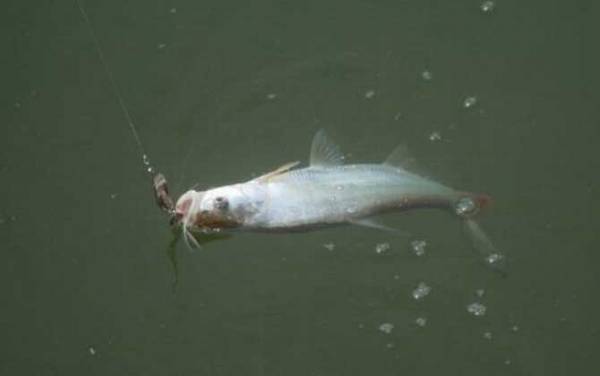 钓翘嘴鱼最佳时间是什么时候?