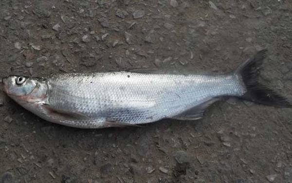 翘嘴鱼钓浮水一般钓多深合适?