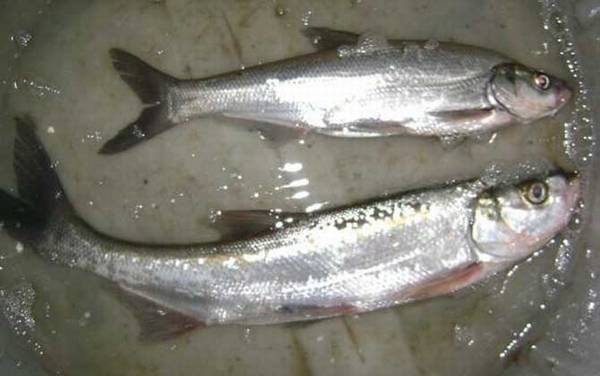 手竿钓翘嘴鱼调漂技巧及钓法